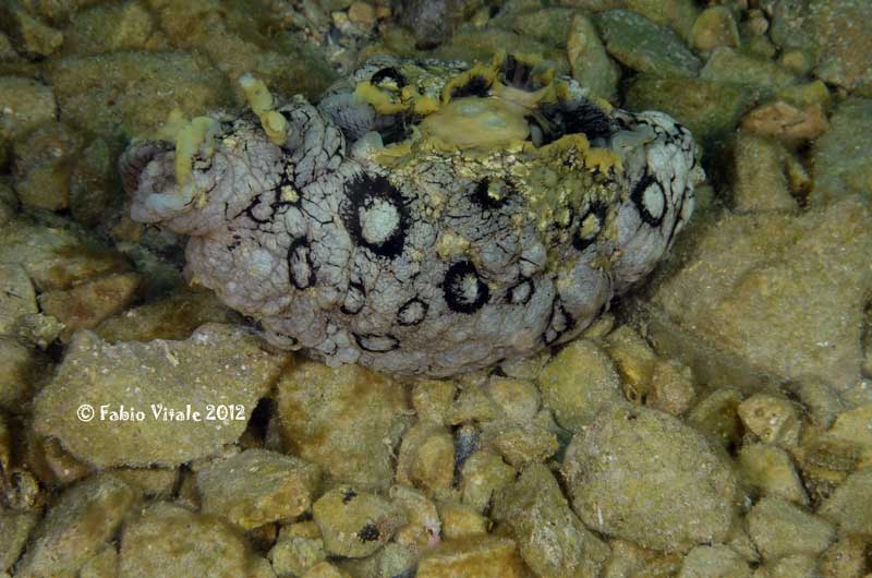 Aplysia dactylomela